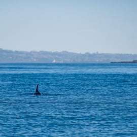 Lisbona: safari oceanico con biologi marini