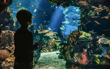 Lisbona: Biglietto d'ingresso per l'Oceanario di Lisbona