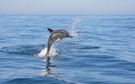 Sesimbra: Tour in barca per l'avvistamento dei delfini con guida biologa