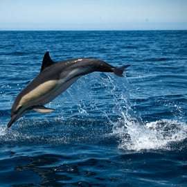 Sesimbra: Tour in barca per l'osservazione dei delfini di Arrábida con biologo