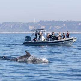 Lisbona: Osservazione dei delfini con un biologo marino