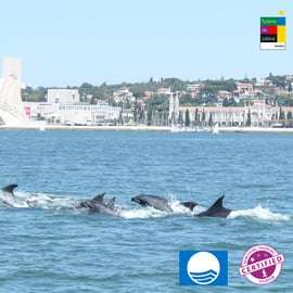 Lisbona: Osservazione dei delfini con un biologo marino