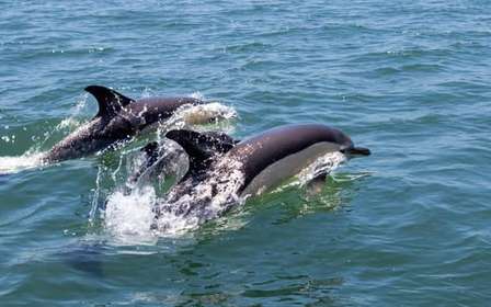 Lisbona: Tour in barca per l'osservazione dei delfini