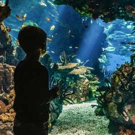 Lisbona: Biglietto d'ingresso per l'Oceanario di Lisbona