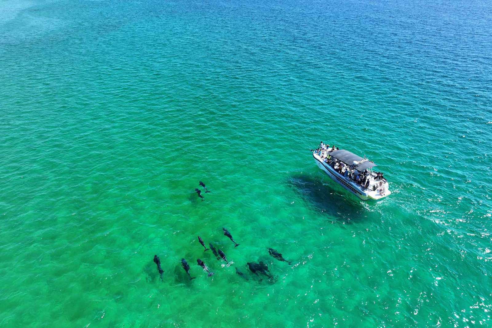 Setúbal: Tour in barca per l'osservazione dei delfini