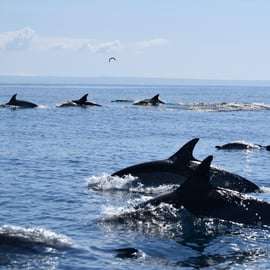 Cascais: Tour in motoscafo per osservare i delfini