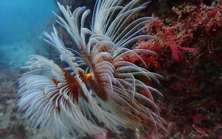 Sesimbra: esperienza di immersione subacquea con foto incluse