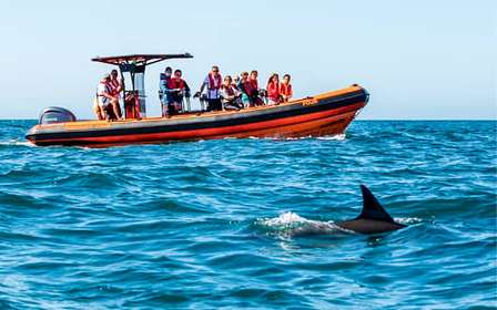 Cascais: Tour di avvistamento dei delfini