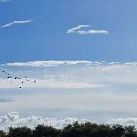 Lisbona: Tour in barca per il birdwatching nella Riserva Naturale dell'Estuario del Tago