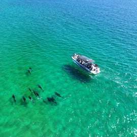 Setúbal: Tour in barca per l'osservazione dei delfini