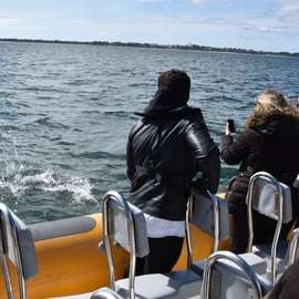 Setúbal e Tróia: Osservazione dei delfini e baie di Arrábida