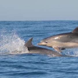 Sesimbra: Tour in barca per l'avvistamento dei delfini con guida biologa