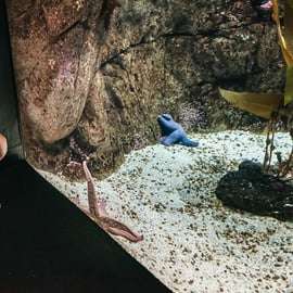 Lisbona: Biglietto d'ingresso per l'Oceanario di Lisbona
