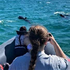 Setúbal: Tour in barca per l'avvistamento dei delfini