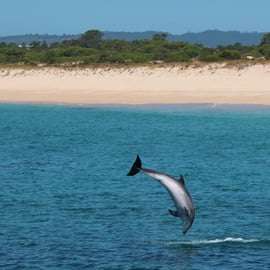 Setúbal: Tour di osservazione dei delfini