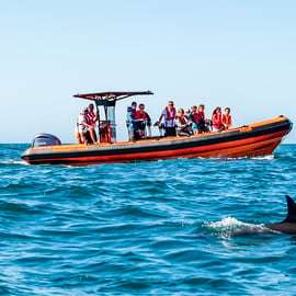 Cascais: Tour di avvistamento dei delfini