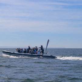 Lisbona: Tour in barca per l'osservazione dei delfini