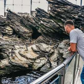Lisbona: Biglietto d'ingresso per l'Oceanario di Lisbona