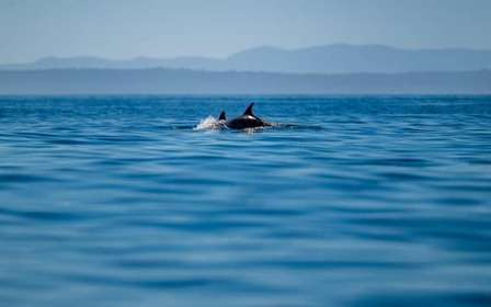 Lisbona: safari oceanico con biologi marini