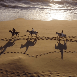 Da Lisbona: Passeggiata a cavallo sulla spiaggia di Comporta