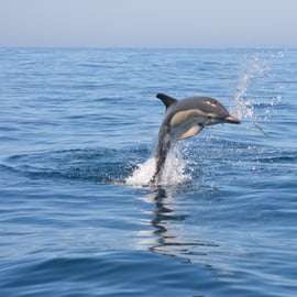 Sesimbra: Tour in barca per l'avvistamento dei delfini con guida biologa