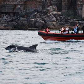 Cascais: Tour di avvistamento dei delfini