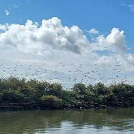 Lisbona: Tour in barca per il birdwatching nella Riserva Naturale dell'Estuario del Tago