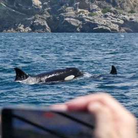 Sesimbra: Tour in barca per l'osservazione dei delfini di Arrábida con biologo