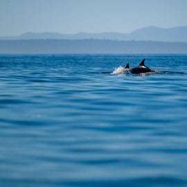 Lisbona: safari oceanico con biologi marini
