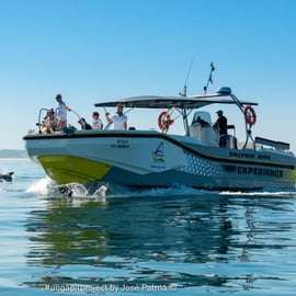 Setúbal: Tour in barca per l'osservazione dei delfini