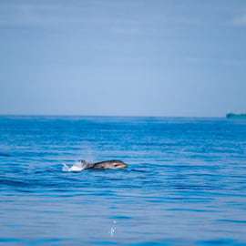 Lisbona: safari oceanico con biologi marini