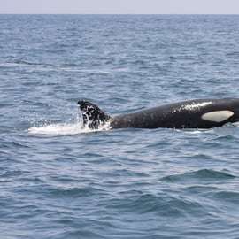 Sesimbra: Tour in barca per l'avvistamento dei delfini con guida biologa