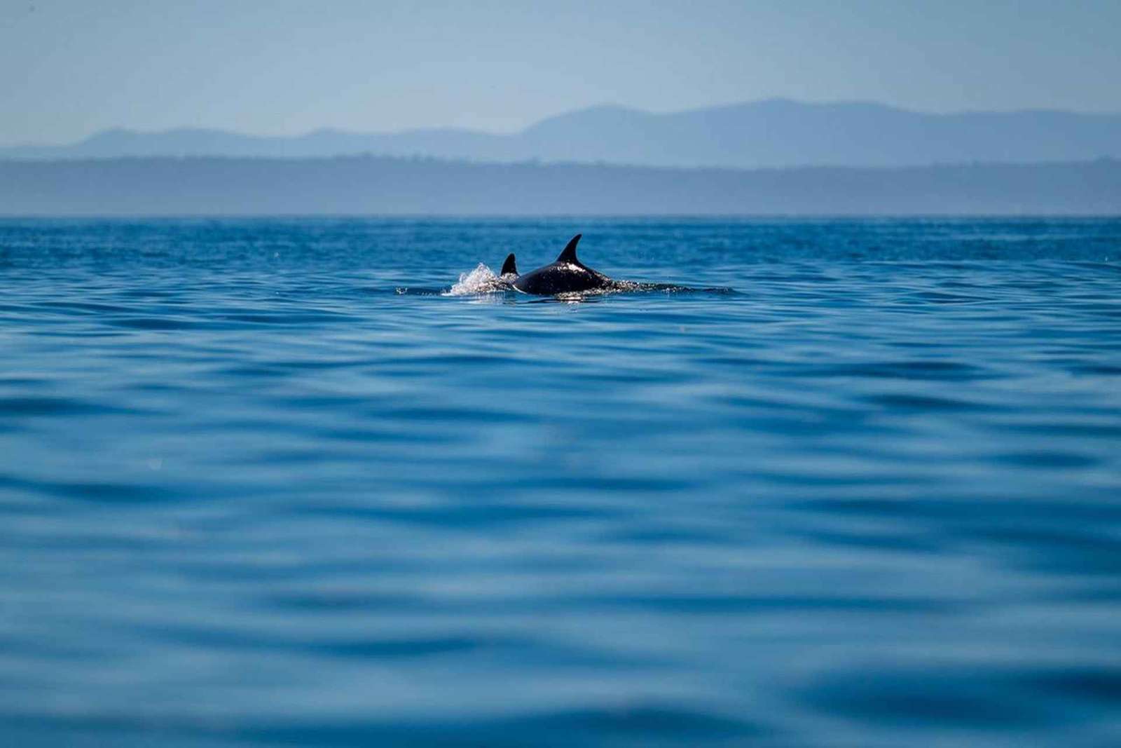 Lisbona: safari oceanico con biologi marini