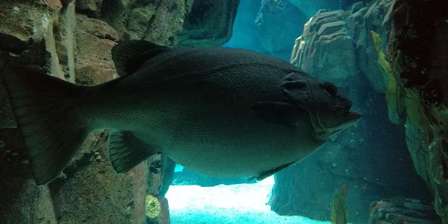 Oceanario di Lisbona