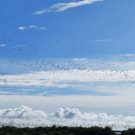 Lisbona: Tour in barca per il birdwatching nella Riserva Naturale dell'Estuario del Tago