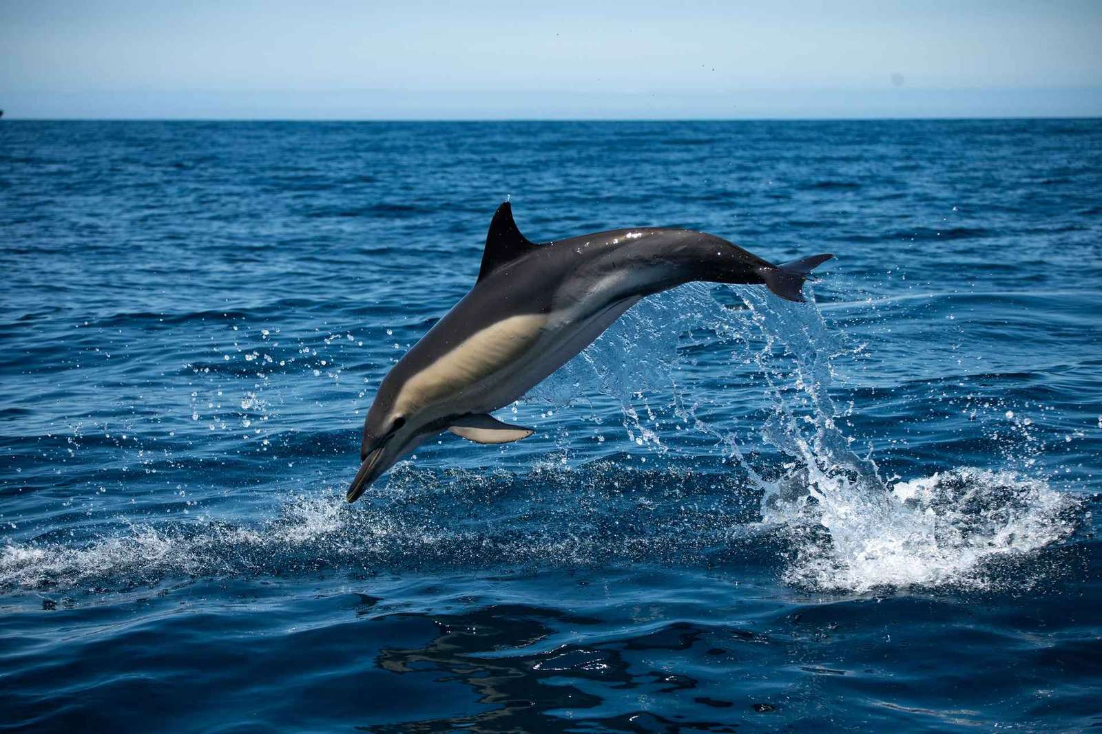 Sesimbra: Tour in barca per l'osservazione dei delfini di Arrábida con biologo