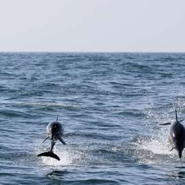 Cascais: Tour in motoscafo per osservare i delfini