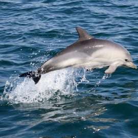 Cascais: Tour in motoscafo per osservare i delfini