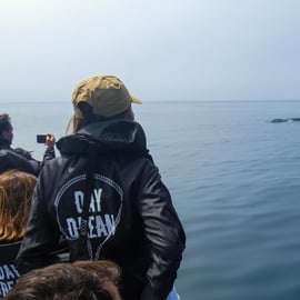 Sesimbra: Tour in barca per l'osservazione dei delfini di Arrábida con biologo
