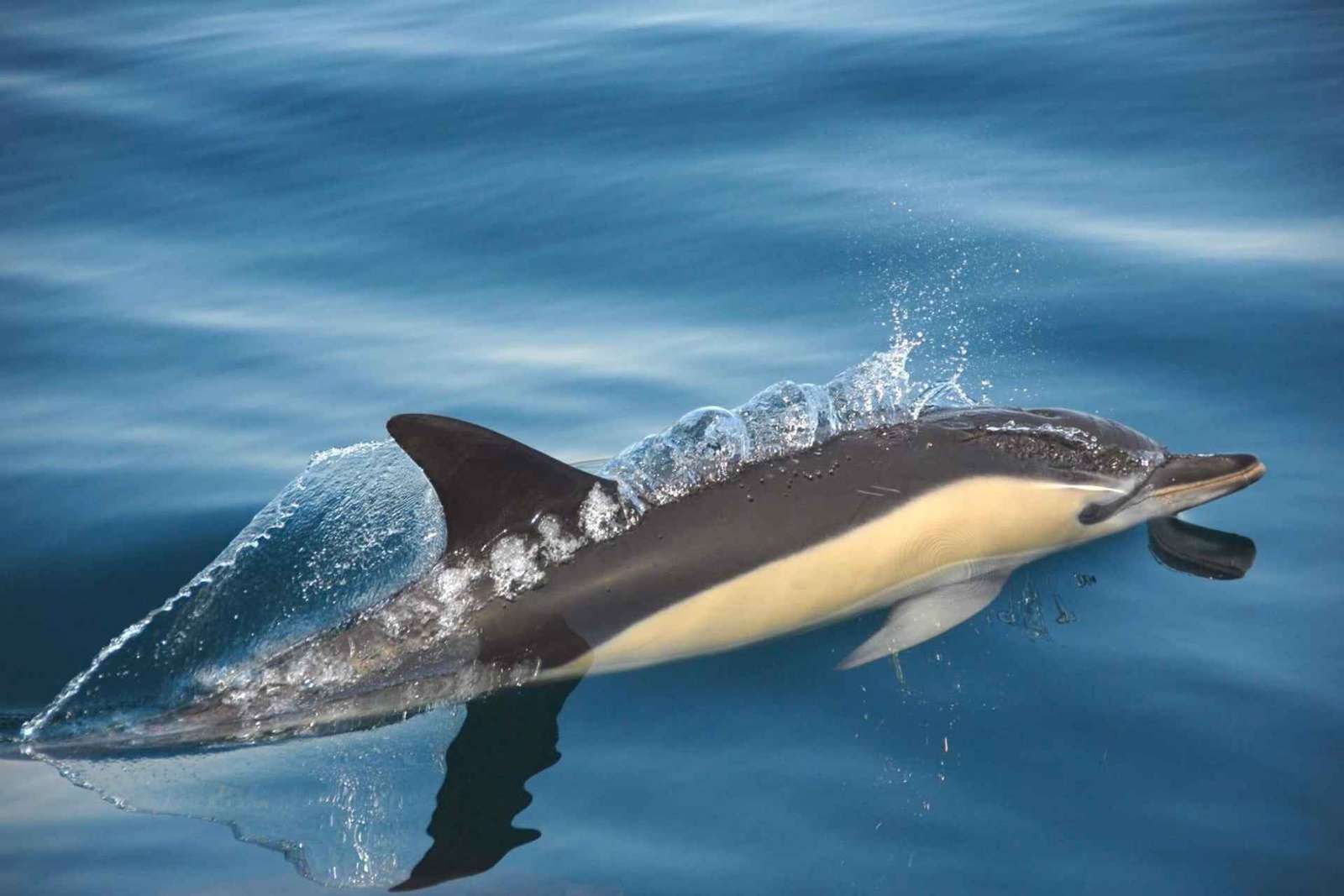 Setúbal: Tour in barca per l'avvistamento dei delfini