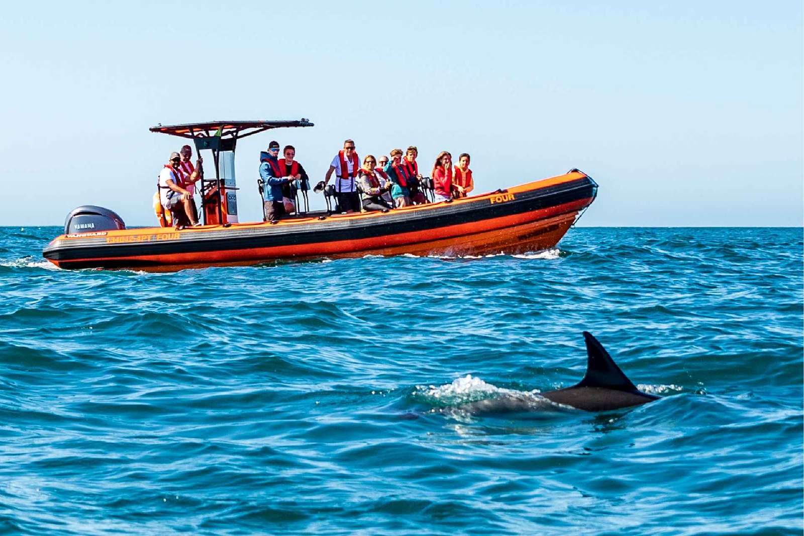 Cascais: Tour di avvistamento dei delfini