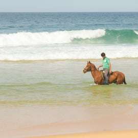 Da Lisbona: Passeggiata a cavallo sulla spiaggia di Comporta