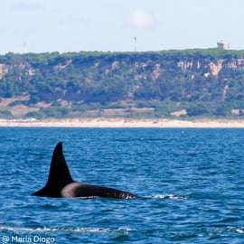 Lisbona: Osservazione dei delfini con un biologo marino