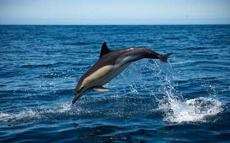 Sesimbra: Tour in barca per l'osservazione dei delfini di Arrábida con biologo
