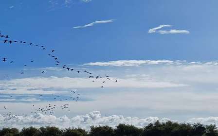 Lisbona: Tour in barca per il birdwatching nella Riserva Naturale dell'Estuario del Tago