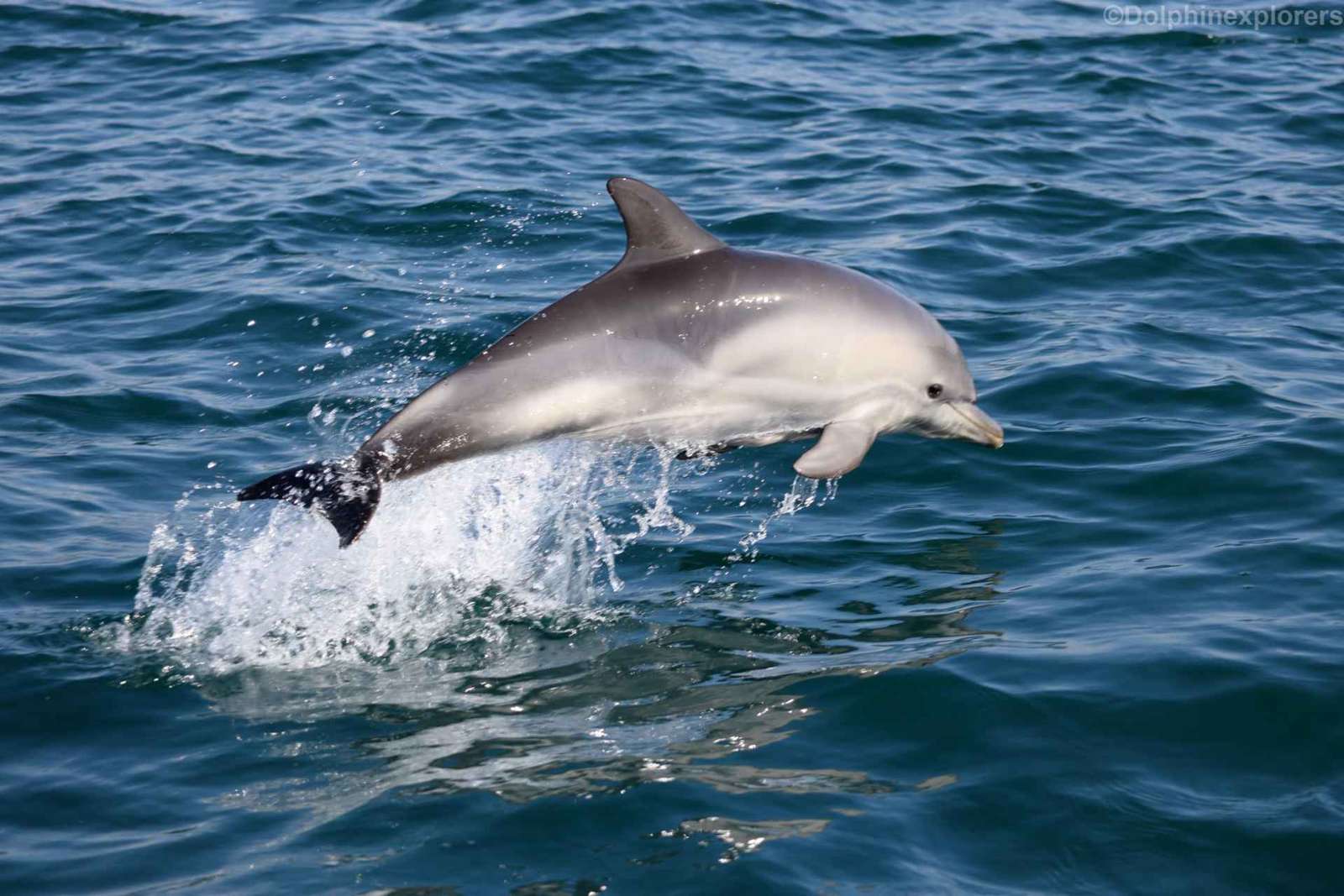 Cascais: Tour in motoscafo per osservare i delfini