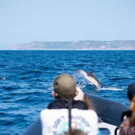 Sesimbra: Tour in barca per l'osservazione dei delfini di Arrábida con biologo
