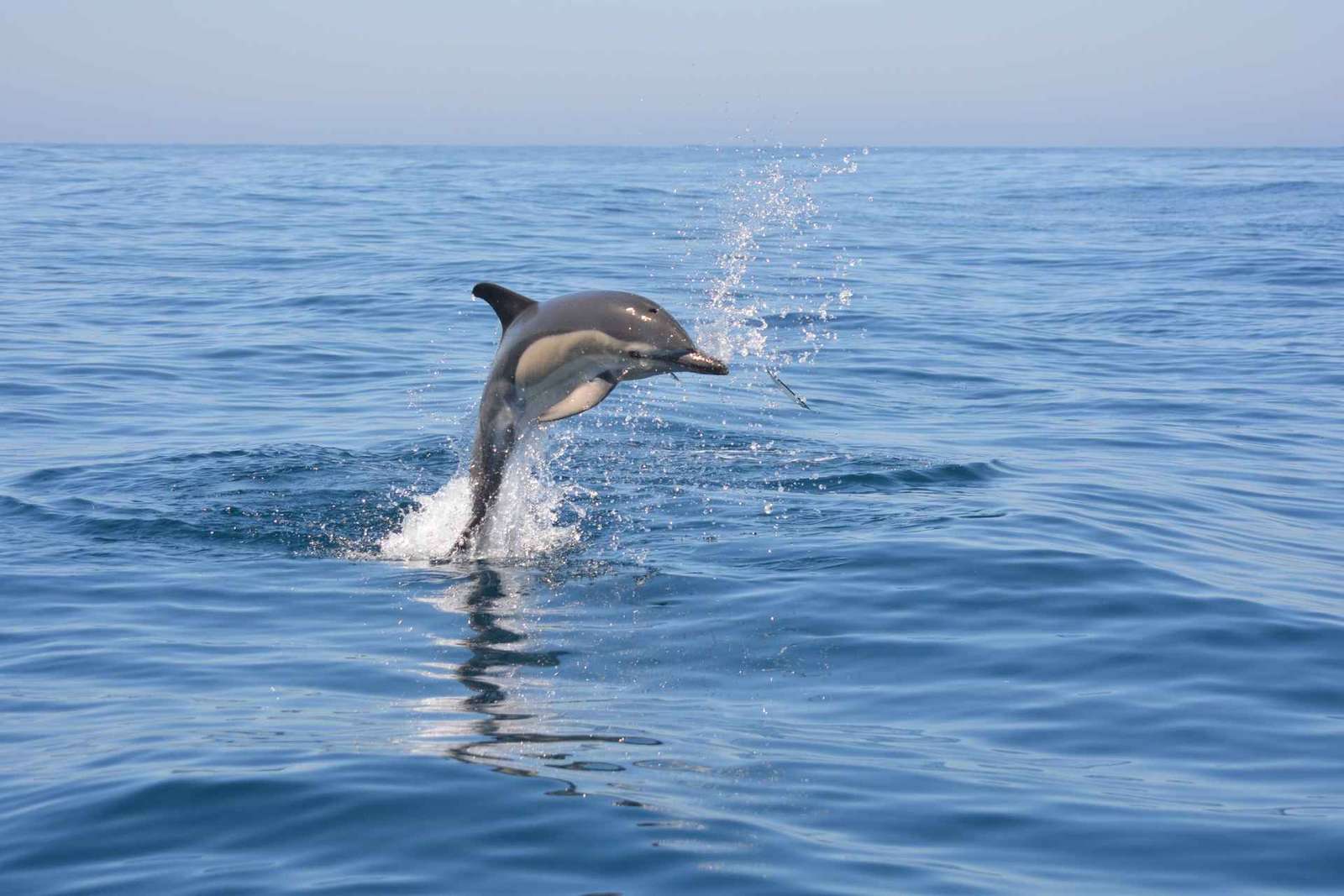 Sesimbra: Tour in barca per l'avvistamento dei delfini con guida biologa