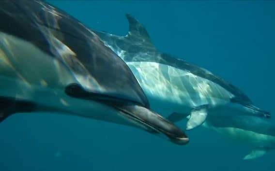 Lisbona: Osservazione dei delfini con un biologo marino