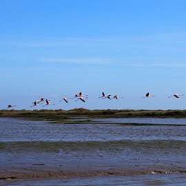 Lisbona: Tour in barca per il birdwatching nella Riserva Naturale dell'Estuario del Tago
